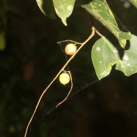 Hopea brevipetiolaris (Thwaites ex Trimen) P.S.Ashton
